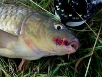 Berry Carp 1.JPG