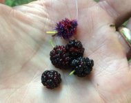 Mulberries.JPG