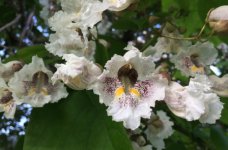 Catalpa flowers.JPG