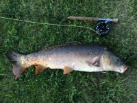 Mirror Carp 26.JPG