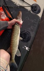 pickerel1.JPG