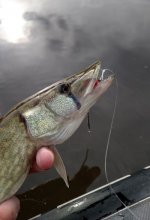 pickerel2.JPG