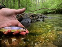 Brook Trout - PA.jpg