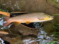 Klingy from 6-21-19 Mountains rain and Trout.jpg
