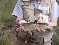 Chain Pickerel_NJ.jpg