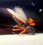 Cicada Fly.jpg