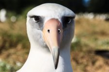 albatross.jpg