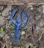 blue crawfish.jpg