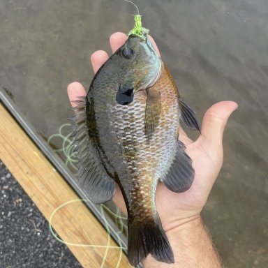 Pond Fishing for Bluegill - The Classic Fly Rod Forum