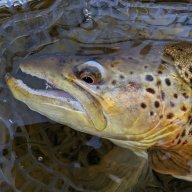 Sage Xp Rods | Pennsylvania Fly Fishing