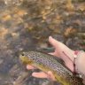 Trails and trout