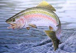 Trout Streams of Pennsylvania An Angler's Guide Dwight Landis Fly