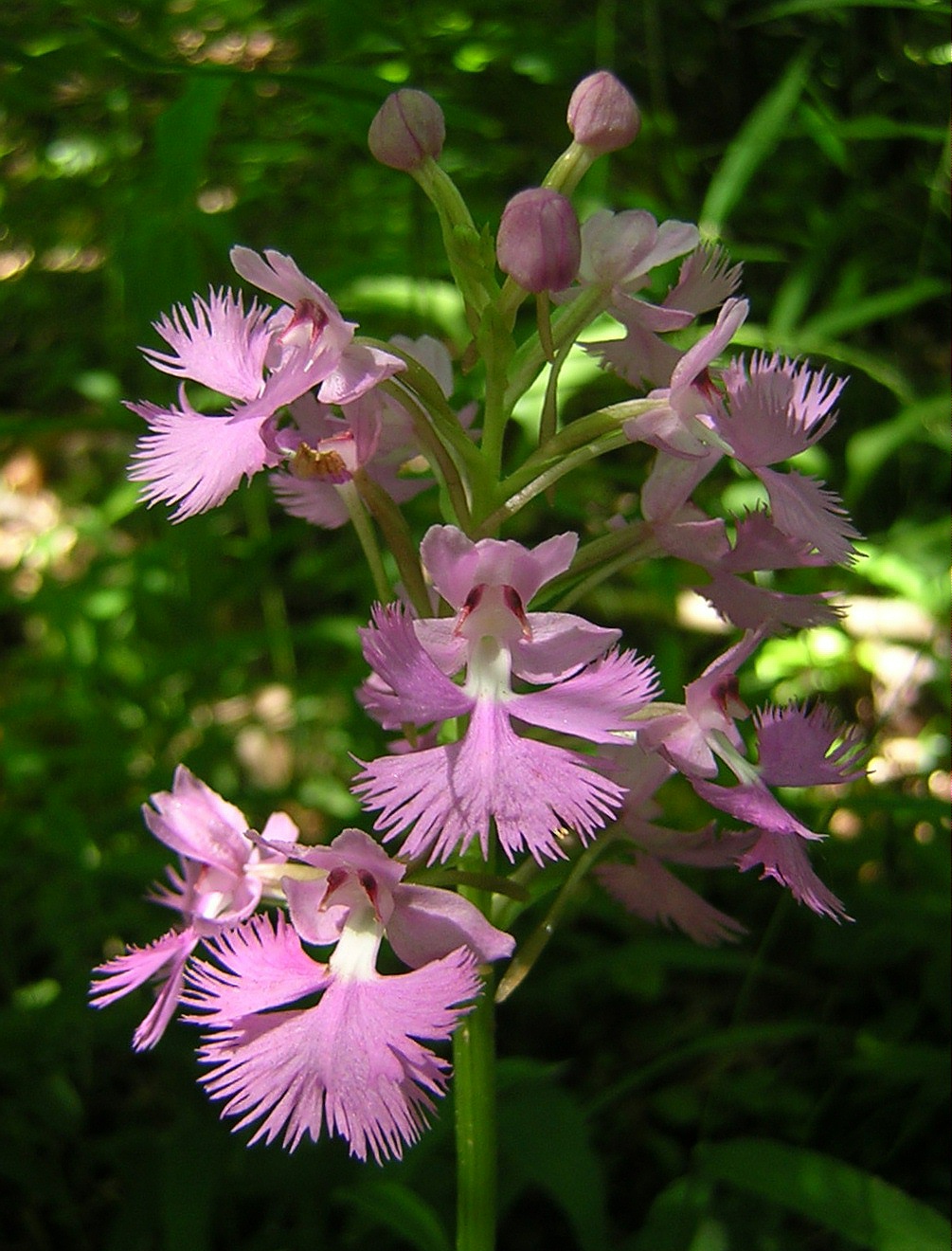 2009-06-24 - Lesser Purple Fringed Orchid.JPG