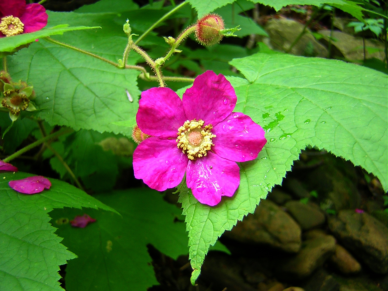 2009-07-02 - Rubus odoratus (purple flowering raspberry).JPG
