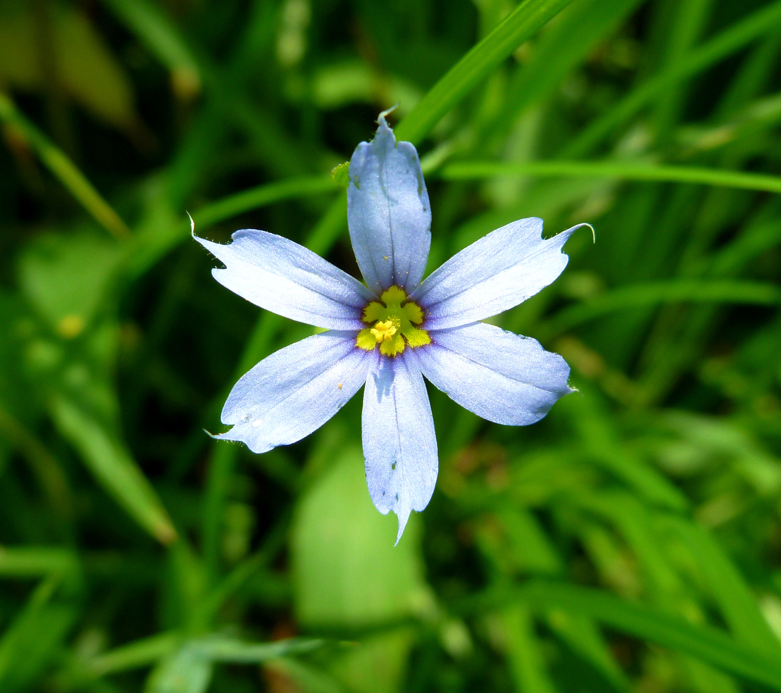 2010-06-02 - blue-eyed grass.JPG