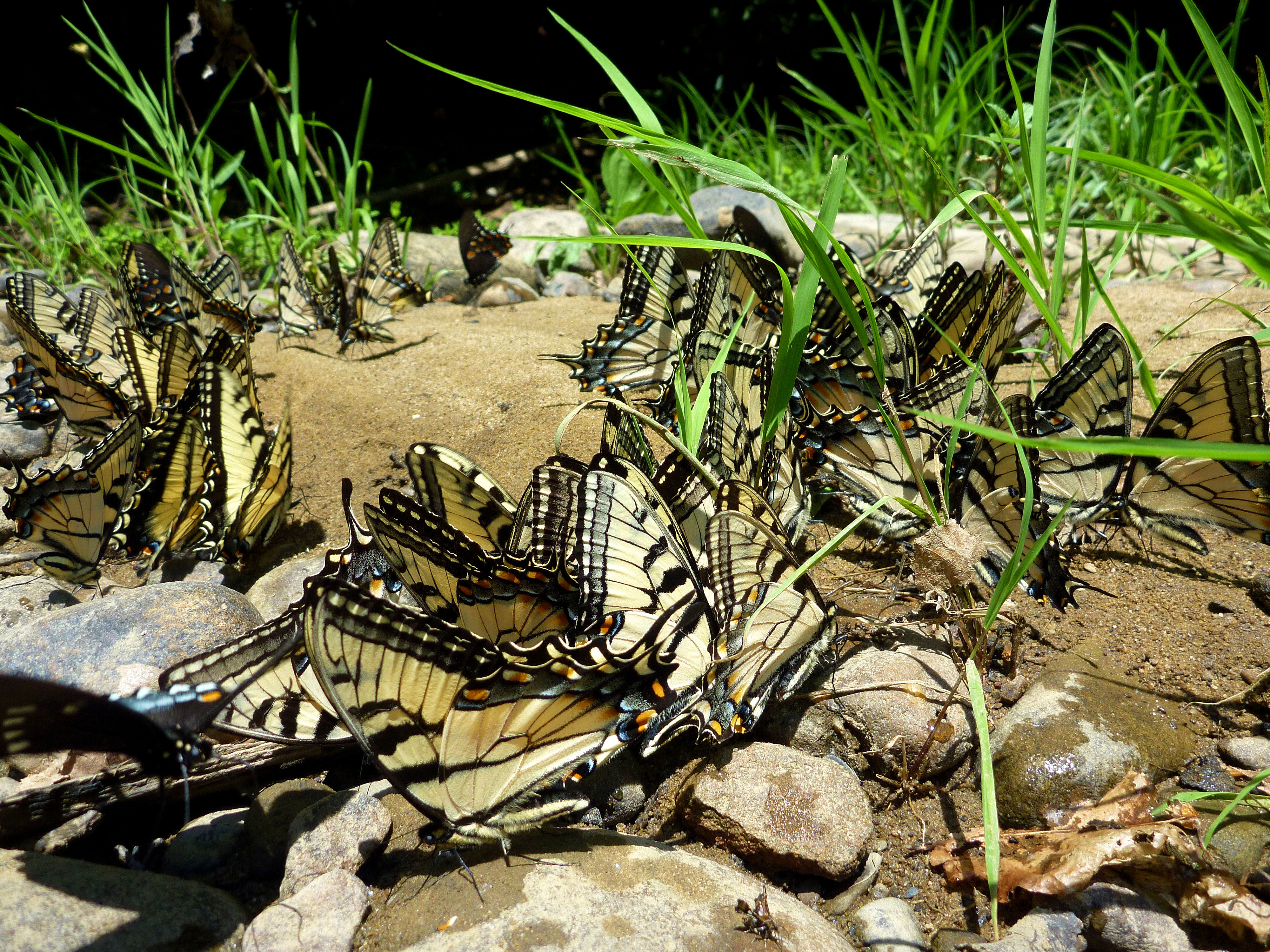 2011-06-02 Laurel Hill Creek 5c- puddling tiger & spicebush swallowtails.JPG