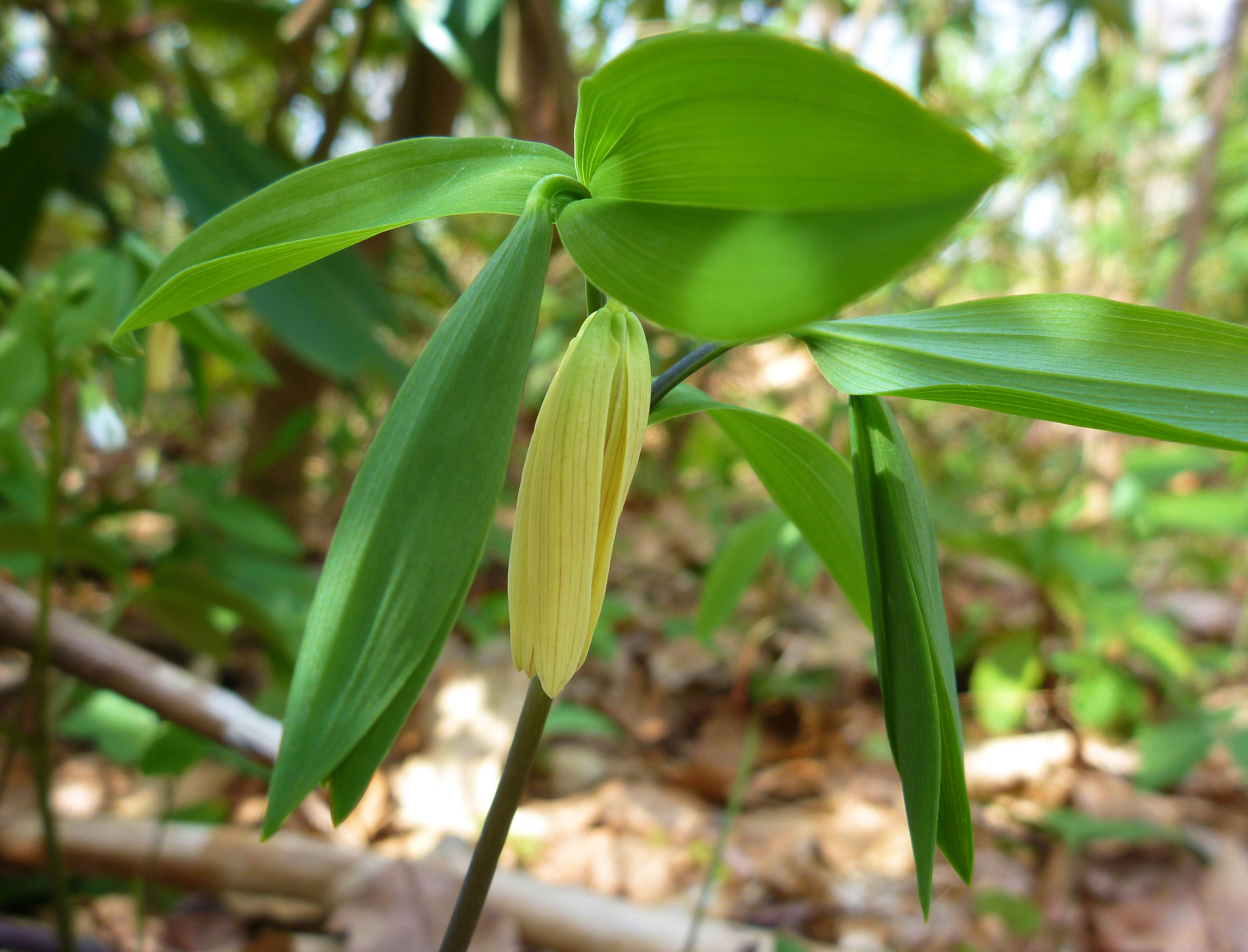 2012-04-14 - perfoliate bellwort.JPG