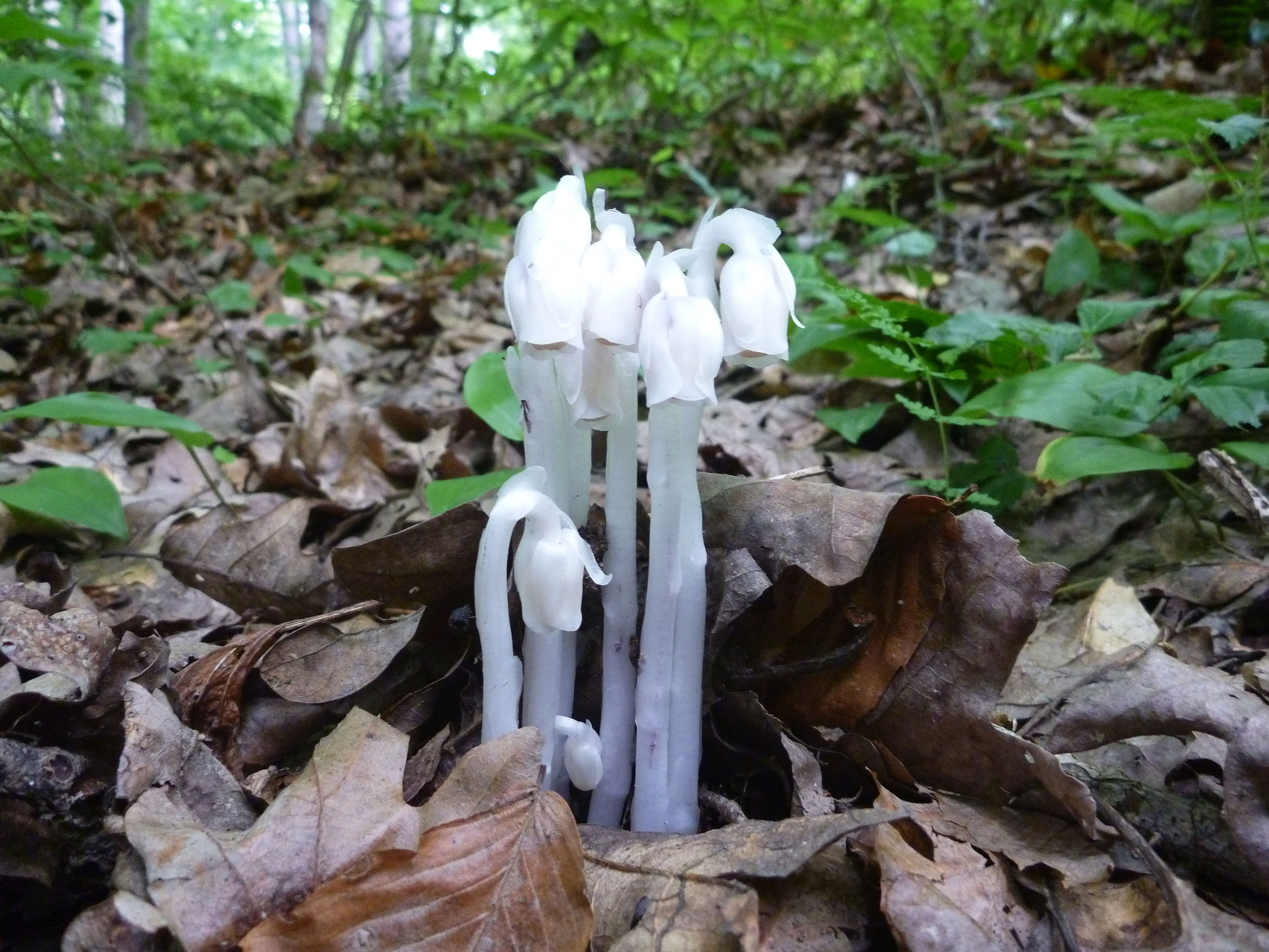 2014-07-02  - Indian Pipes.JPG