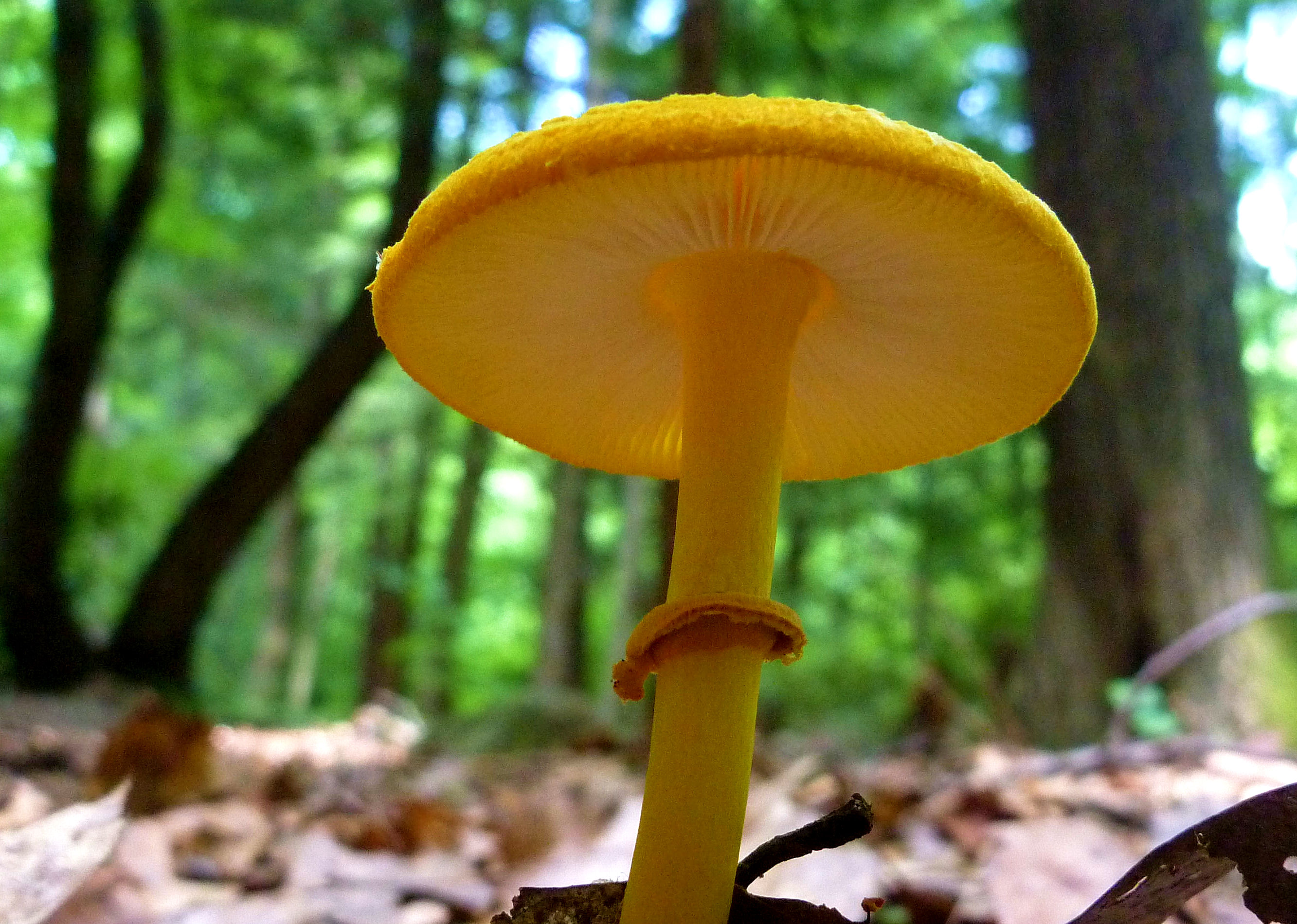 2014-07-12 Streamside Fungus.JPG