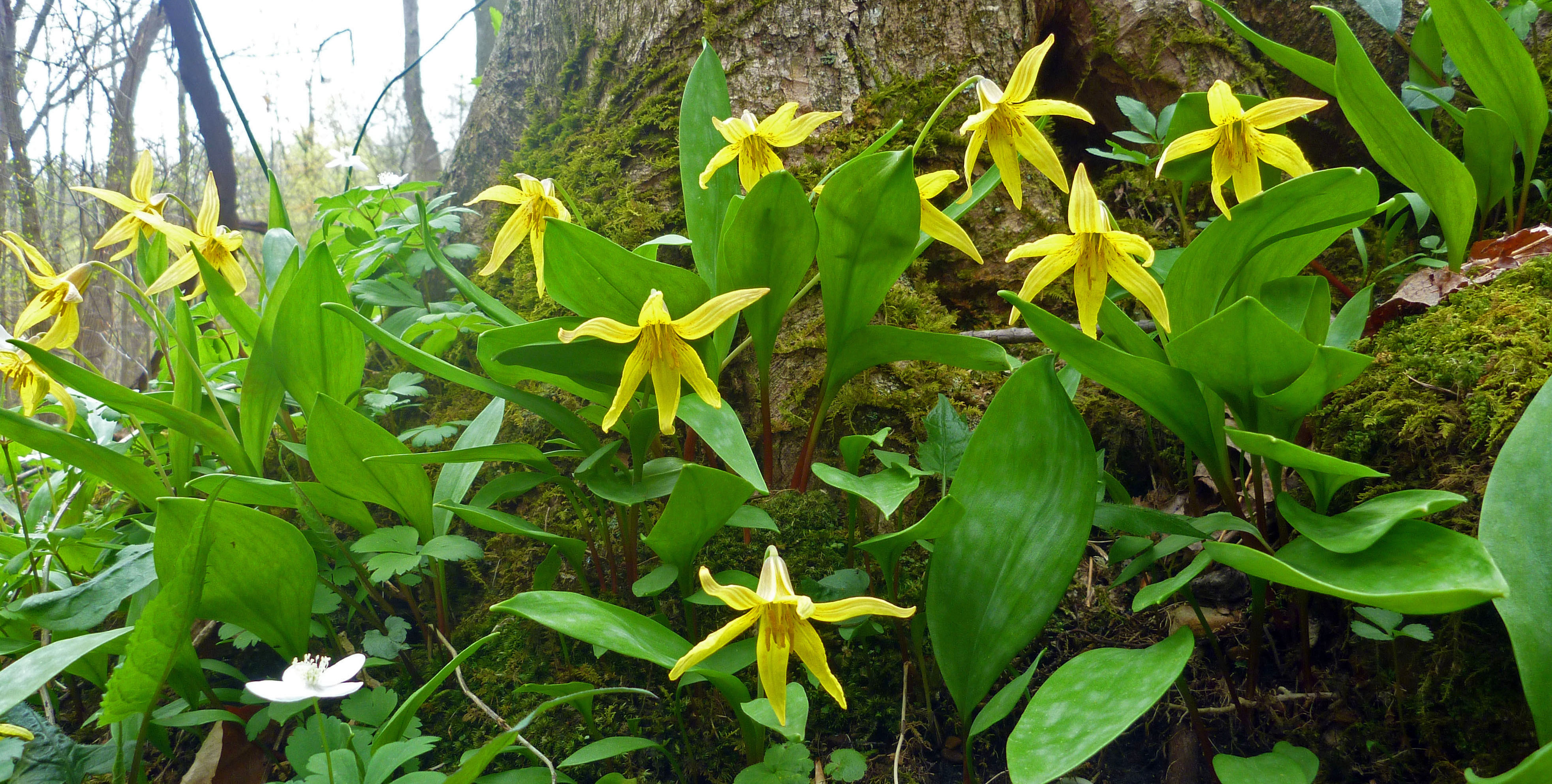 2021-04-28 - trout lily.JPG