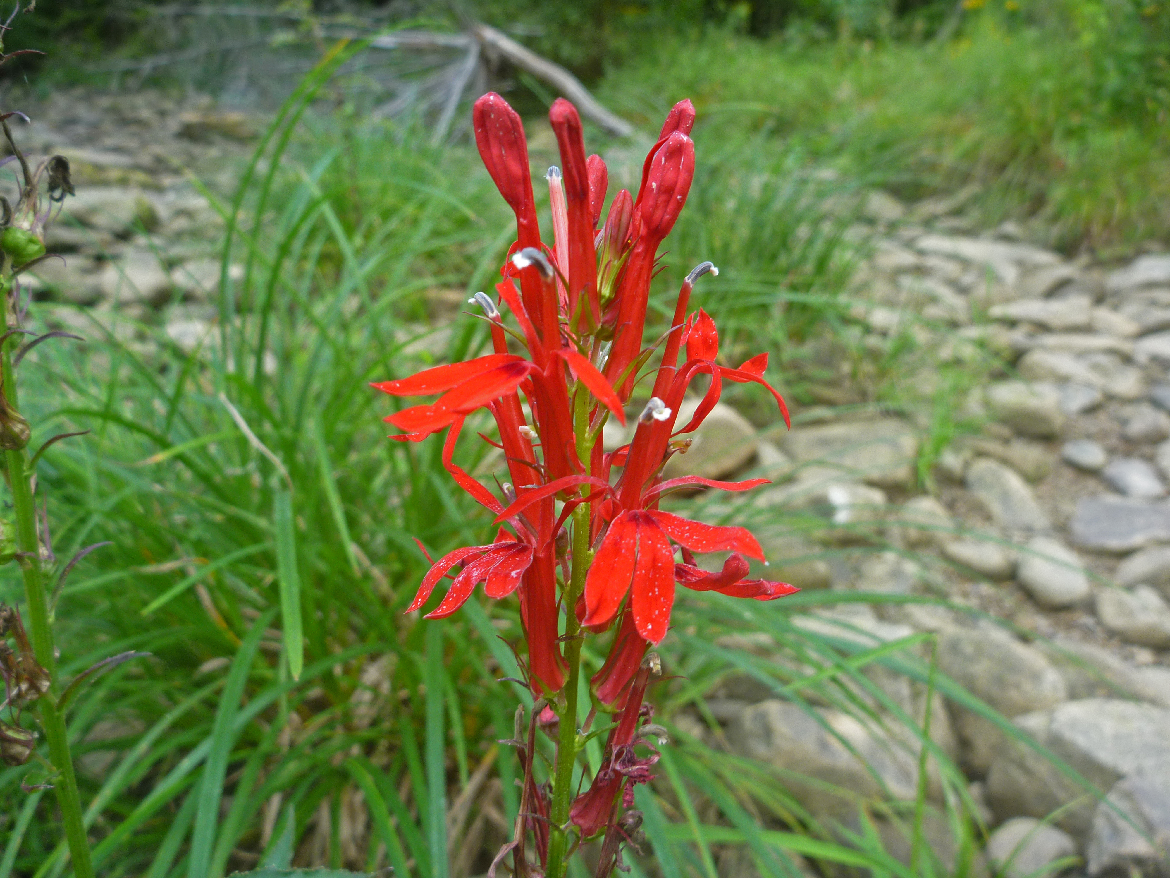 2022-09-01 - cardinal flower (Lobelia cardinalis  L.).JPG